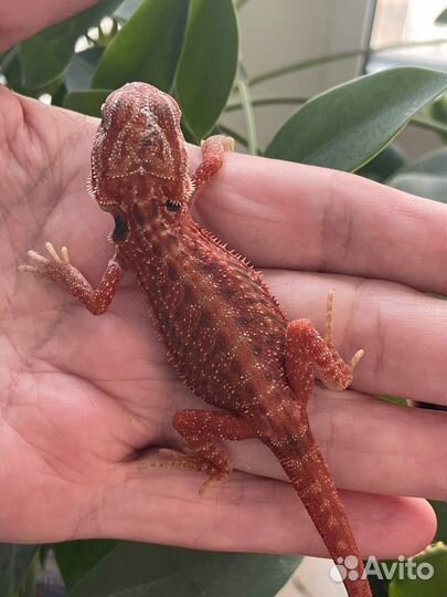 Бородатая агама малыши