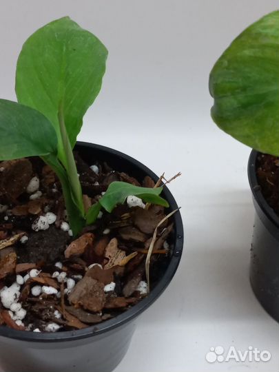 Спатифиллум сенсация