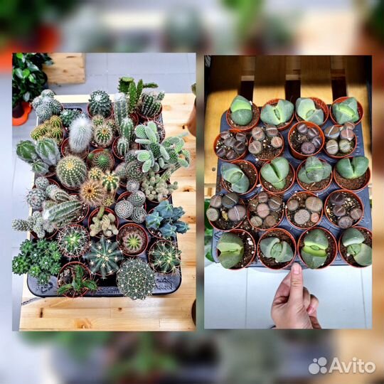 Кодиеум кротон