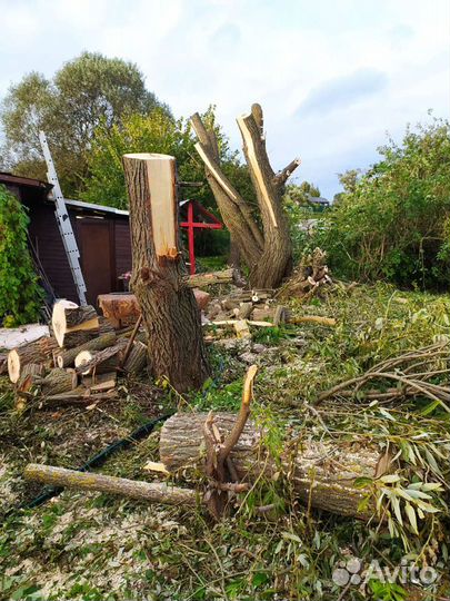 Спил деревьев