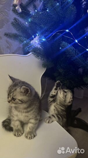 Шотландские котята