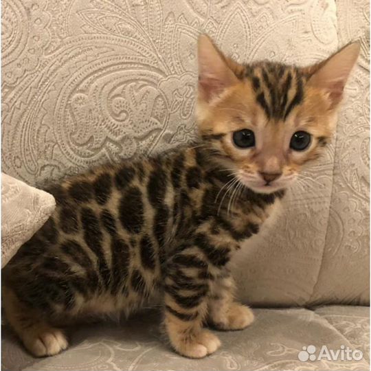 Малыши с рисунком леопарда