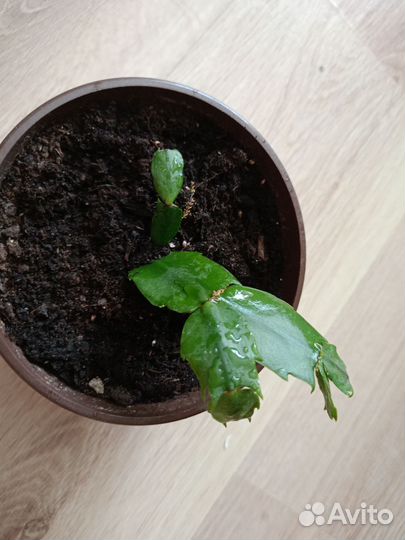 Декабрист шлюмбергера фиолетовый