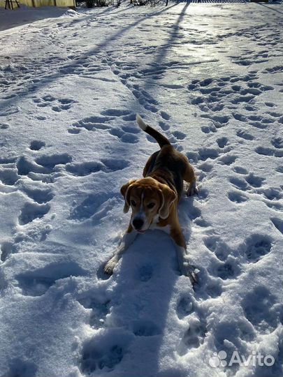 Бигль для вязки