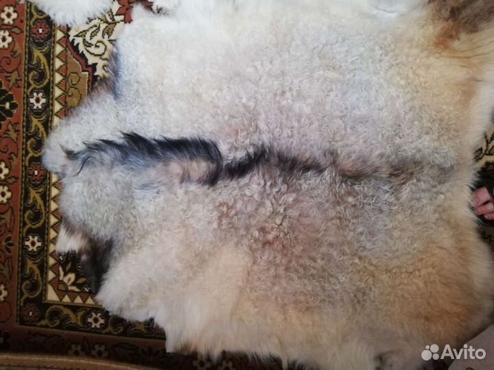Шкура овчина