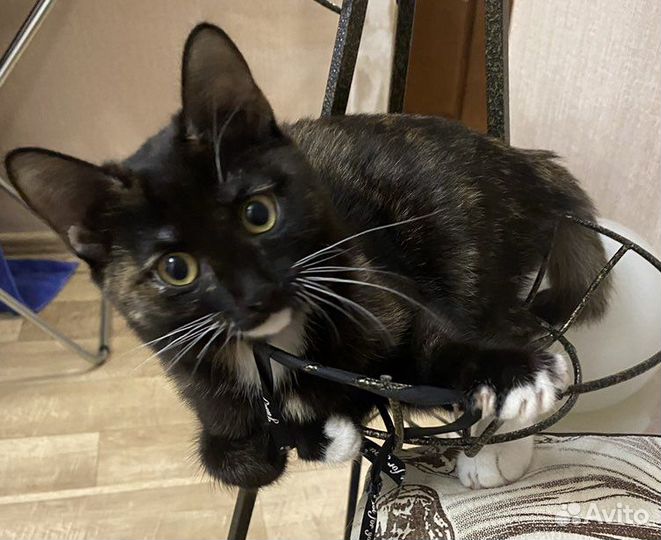 Кошечка в добрые руки