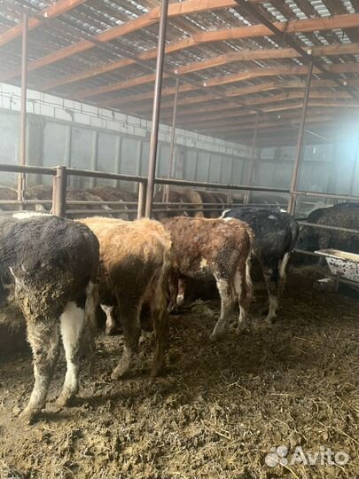 Бычки на откорм сементалы