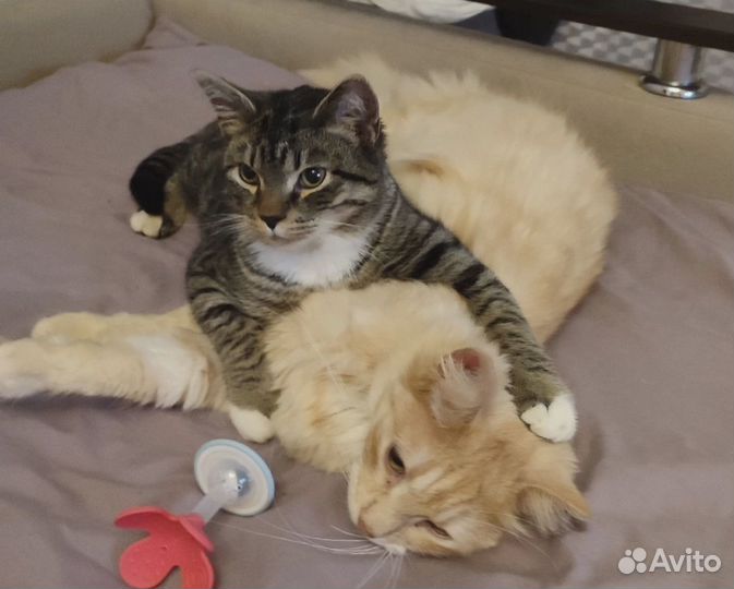 Котик ищет дом. Кастрирован