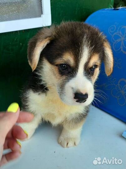 Вельш корги пемброк мальчик триколор с хвостом