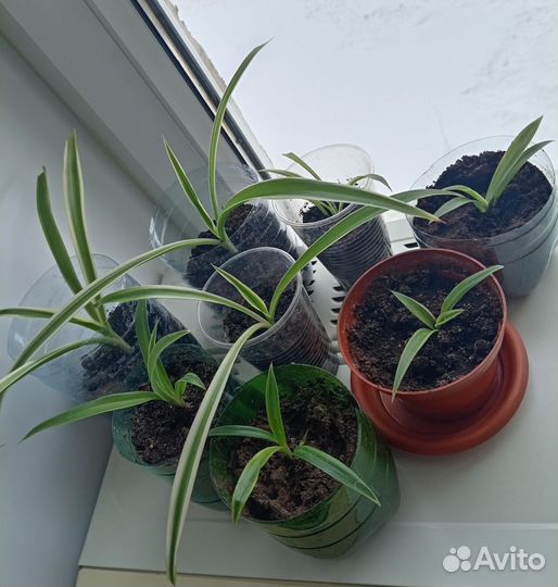 Хлорофитум отростки