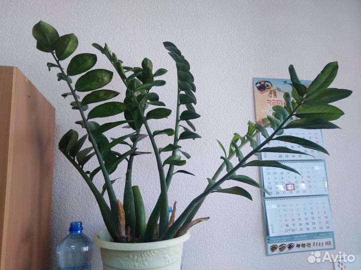 Замиокулькас