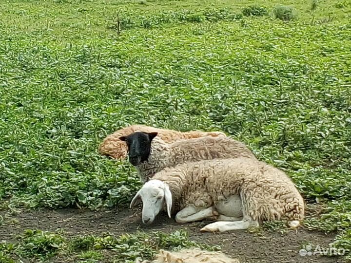 Овцы бараны ягнята