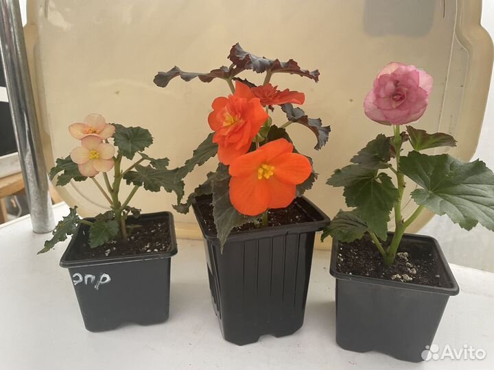 Бегония беллекония