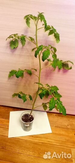 Рассада томатов