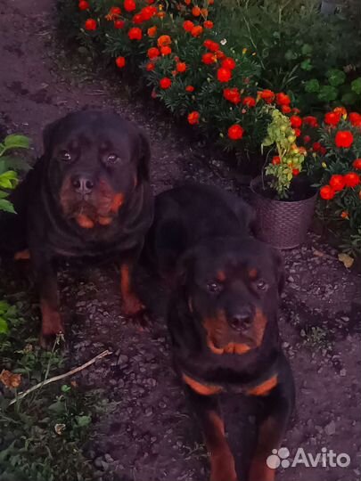 Вязка ротвейлера