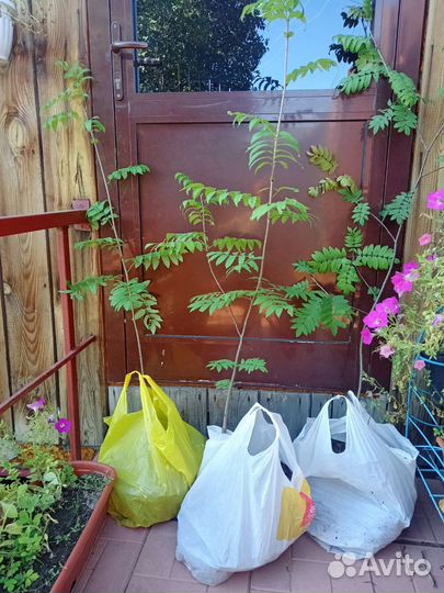 Рябина саженцы