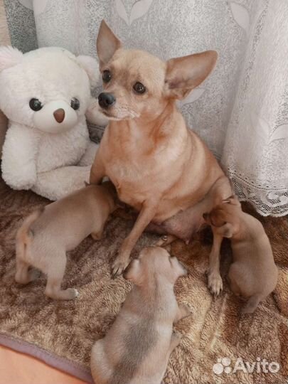 Той-терьер щенки