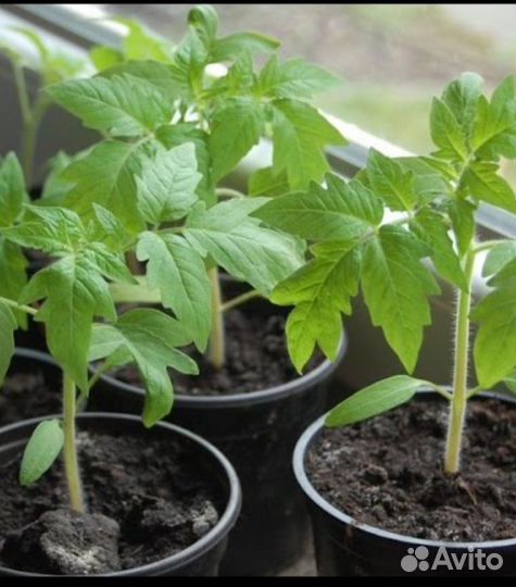 Рассада перцев и томатов