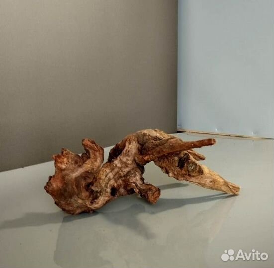 Коряга Мангр