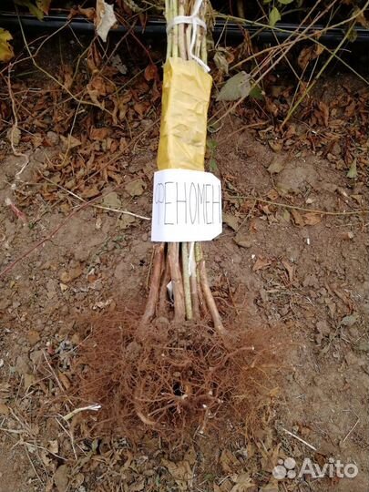 Саженец малины (разные сорта)