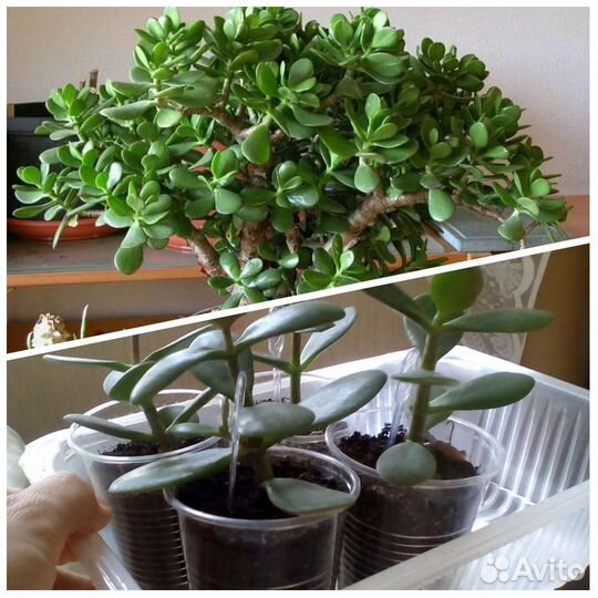 Суккуленты 1