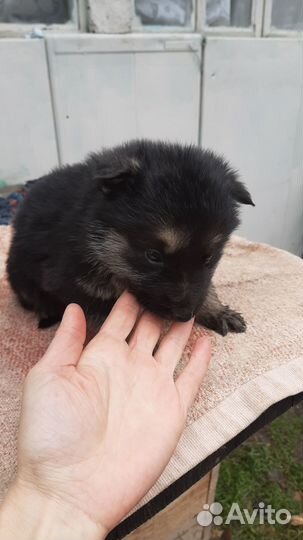 Продаются щенки вео