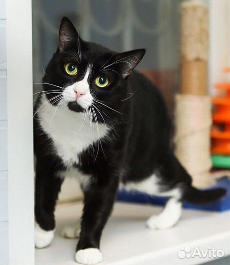 Котик ищет семью в дар