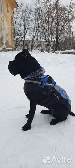 Кане корсо вязка