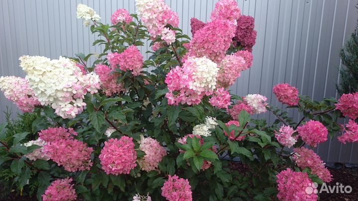 Гортензия метельчатая