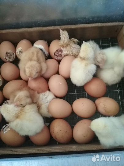 Инкубационное яйцо чешского доминанта