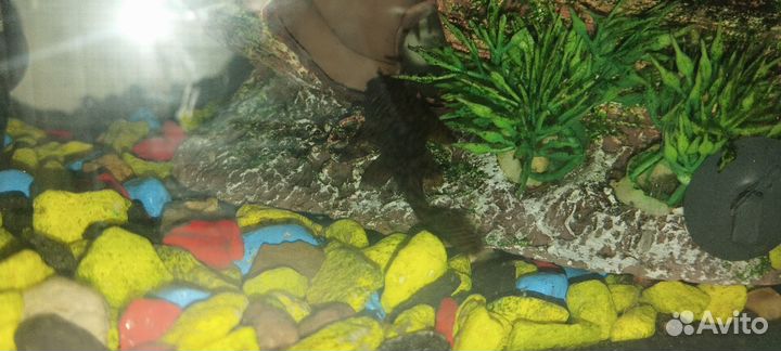 Рыбки и улитка