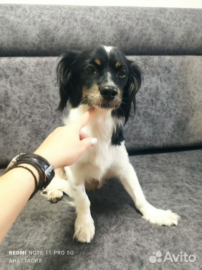 Собака в добрые руки маленькая порода