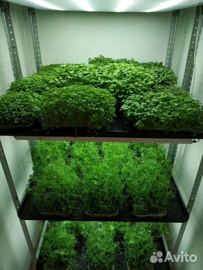 Семена микрозелени