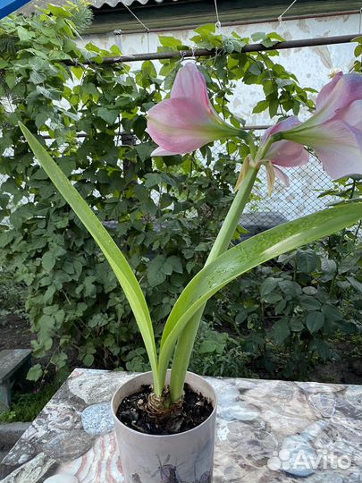 Амариллис розовый