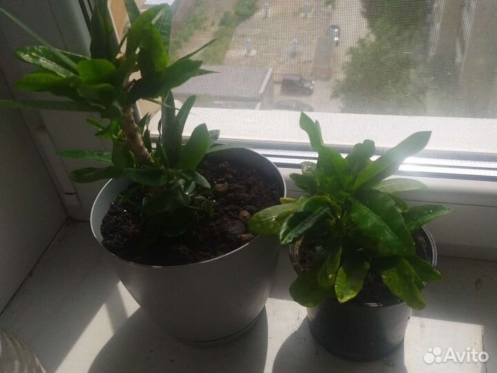 Кротон золотая звезда