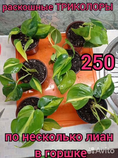 Эпипремнумы (лианы) 4 сорта