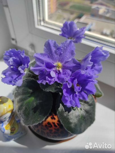 Фиалка Морской волк