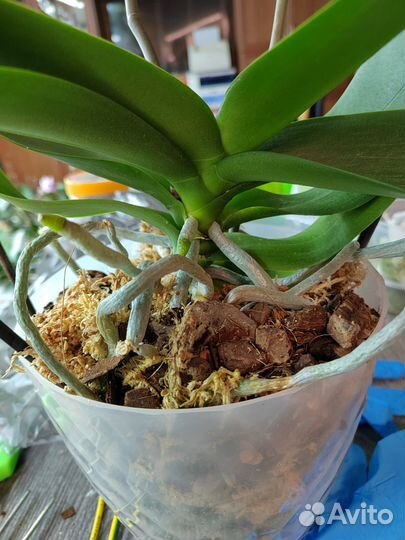 Орхидея фаленопсис