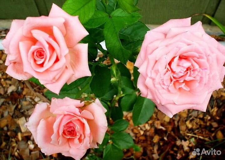 Роза Айсберг плетистая, Маритим Блэк Меджик