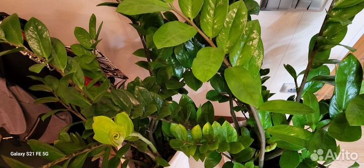 Замиокулькас