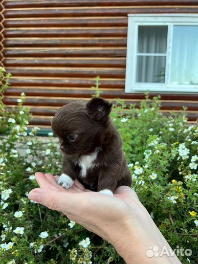 Кукольная девочка чихуахуа