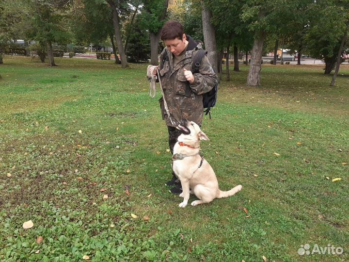 Дрессировка собак (кинолог) в Самаре