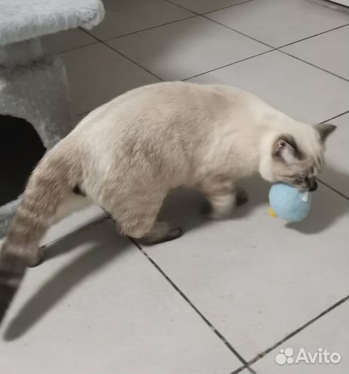 Шотландский кот Страйт