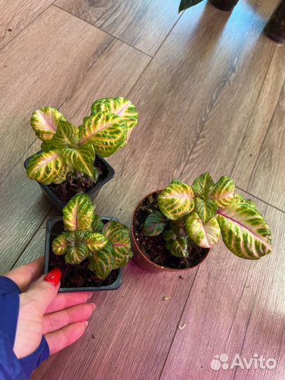 Иризине голд стар