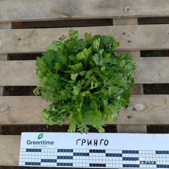 Семена кориандра Гринго (Кинза)