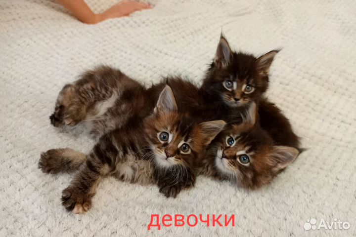 Котята мейн-кун