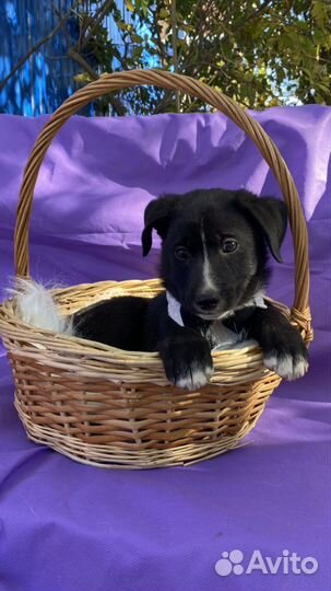 Щенок мальчик