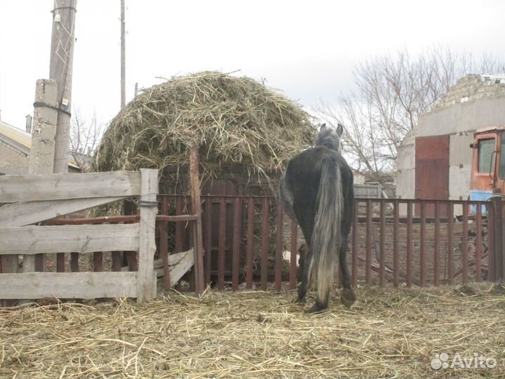 Молодой орловский рысак