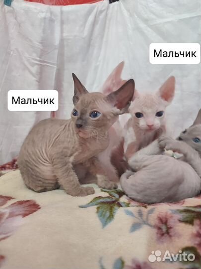 Котята сфинкс