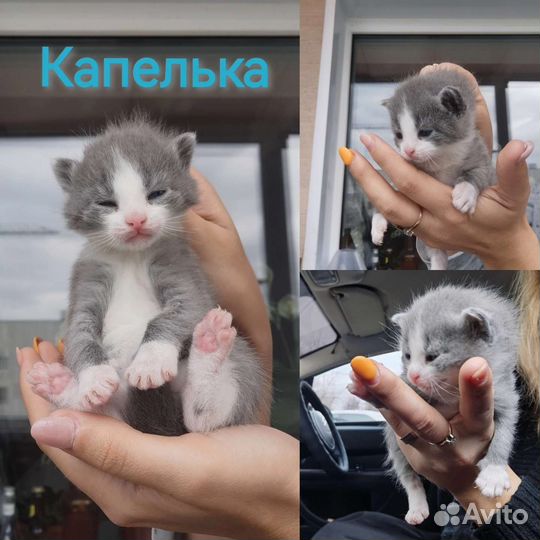 Котята в добрые руки